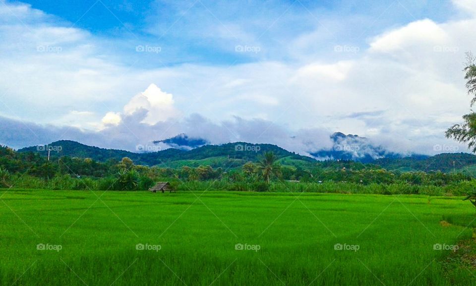 The rice field