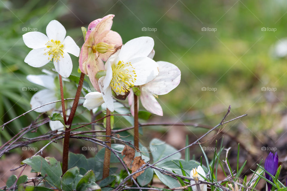 White hellebores flowers in early spring , Julros vårblommor vår