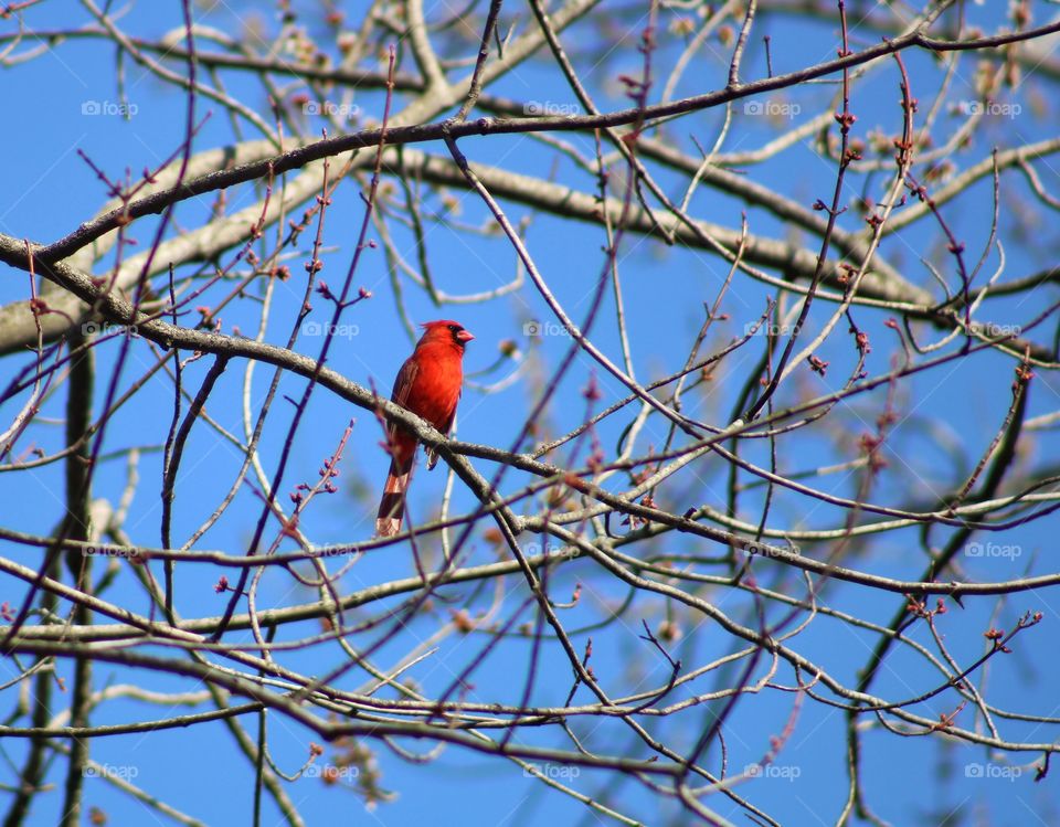 the male red cardinal