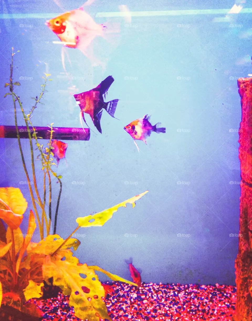 Aquarium 