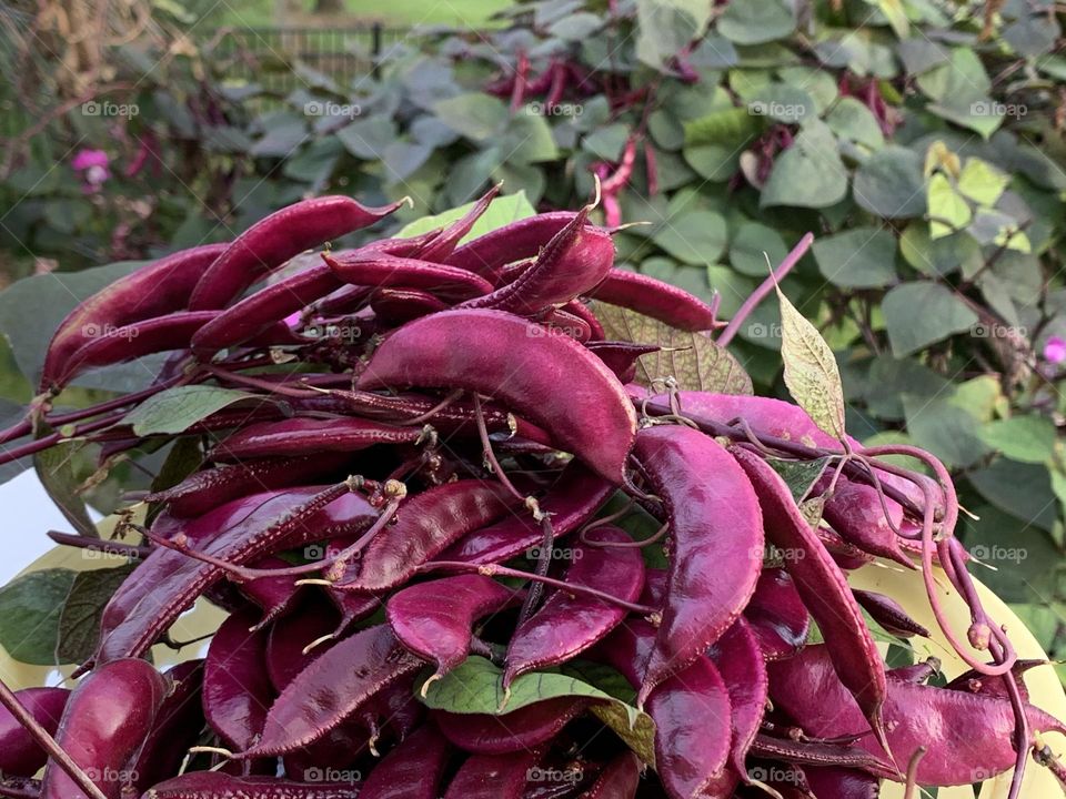 Hyacinth bean 