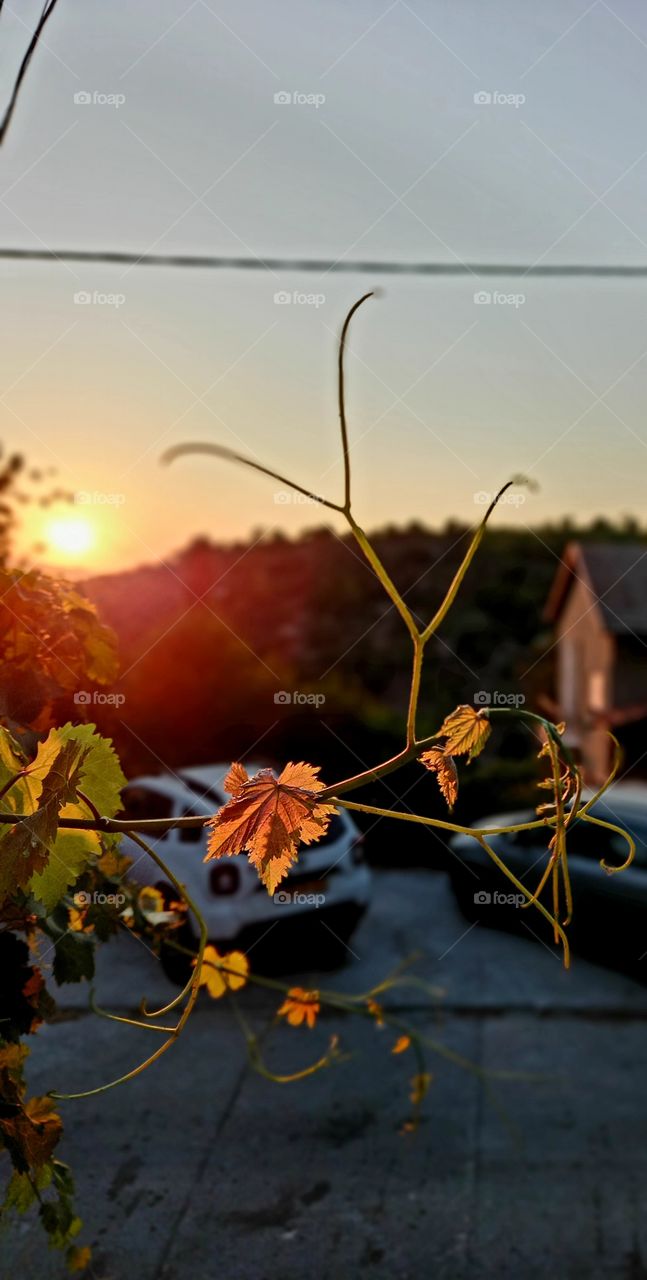 sunset and grape leaf