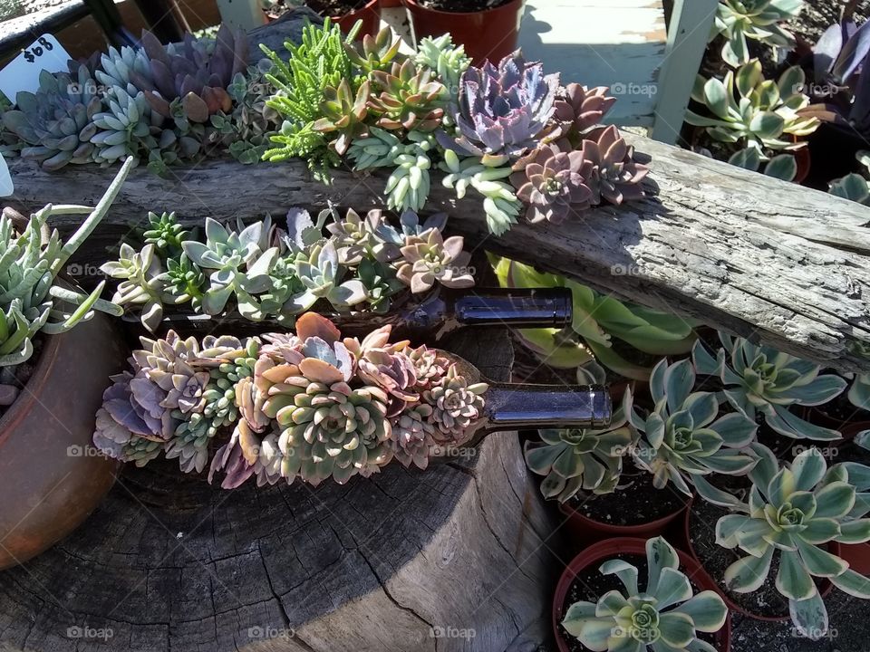 succulents in wine bottles