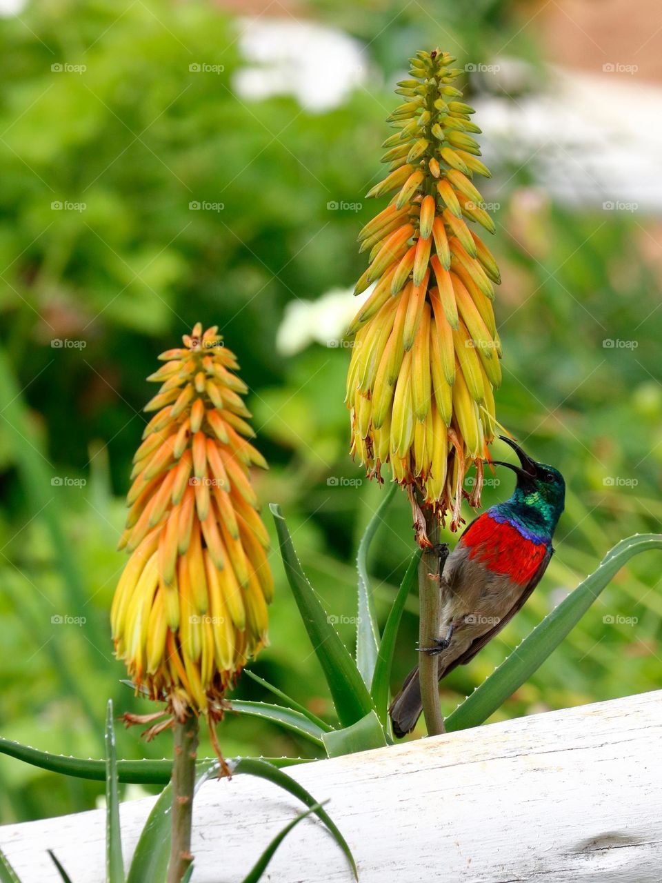 A happy sunbird on an aloe flower