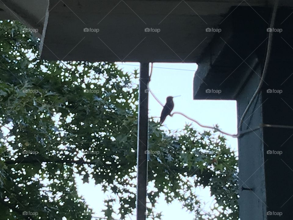 Hummingbird on wire