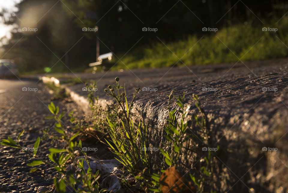 Grass growing from the cracks in asphalt and pavement in backlight with bus stop in the background in Helsinki, Finland