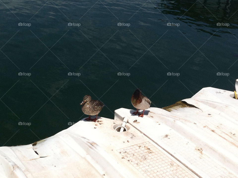 china water lake ducks by mommieslittlemonster