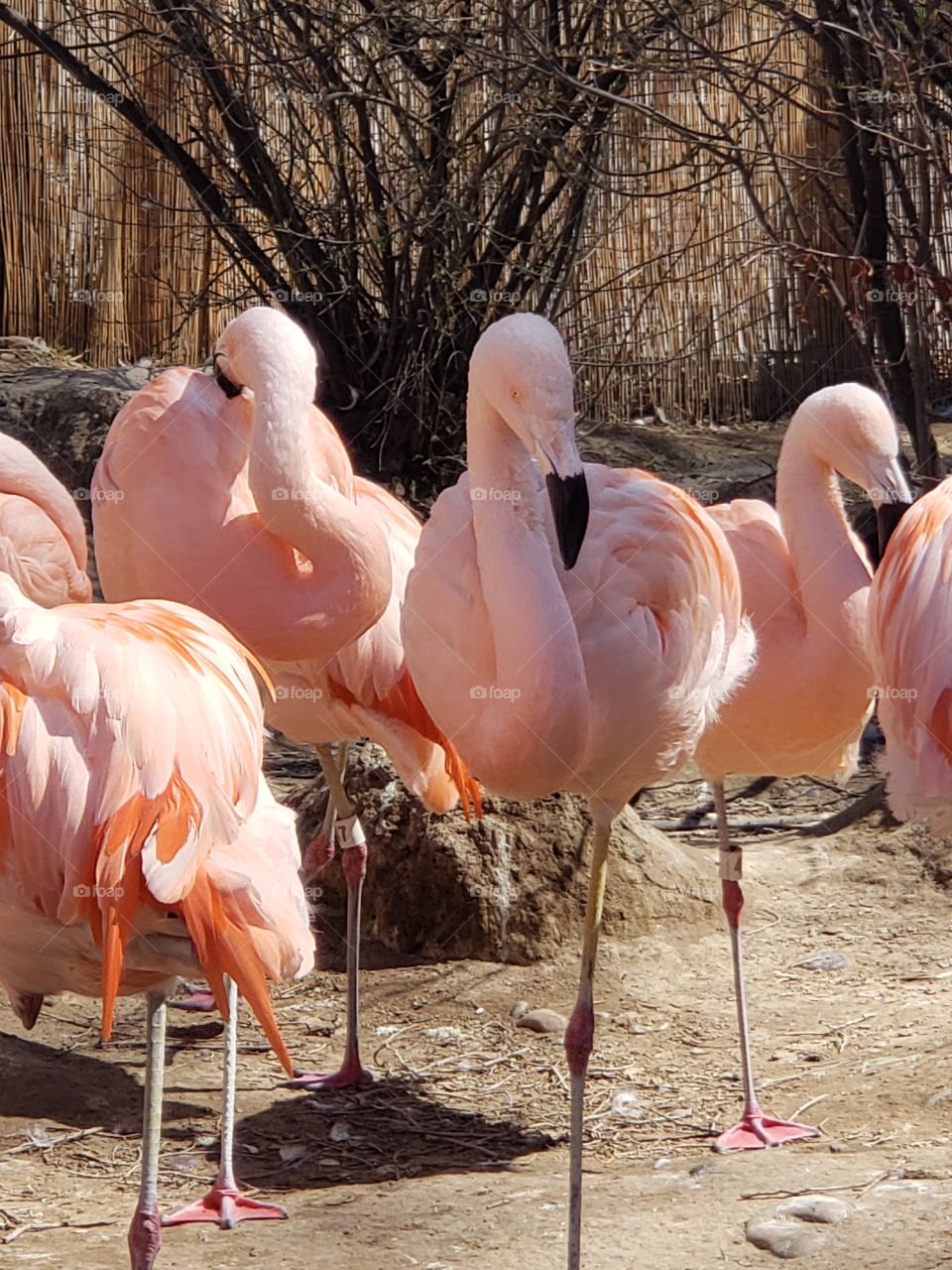 pink flamingos