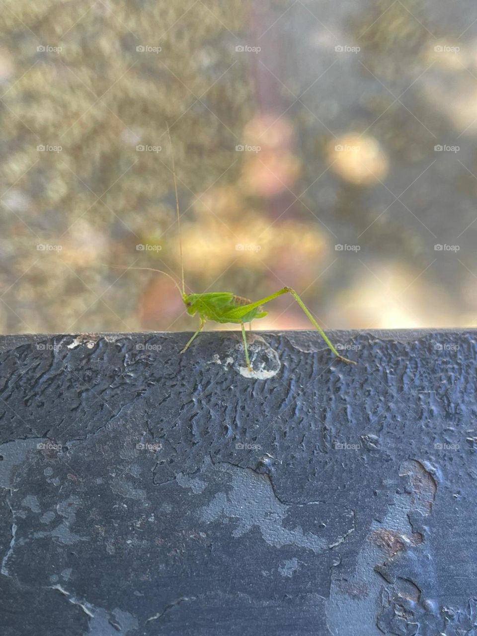 Green insect