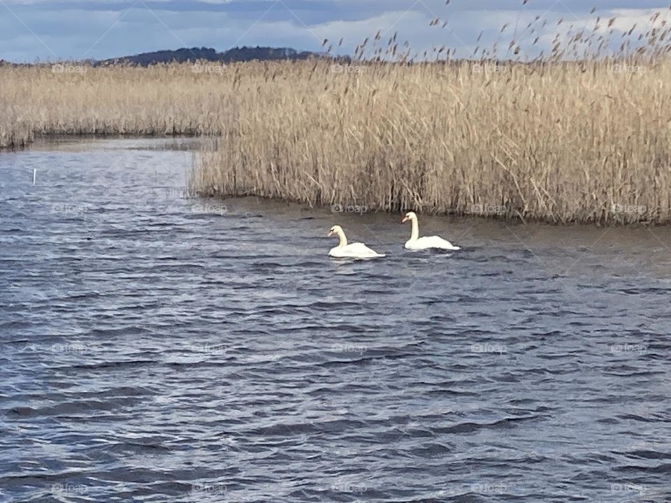Swans in the water