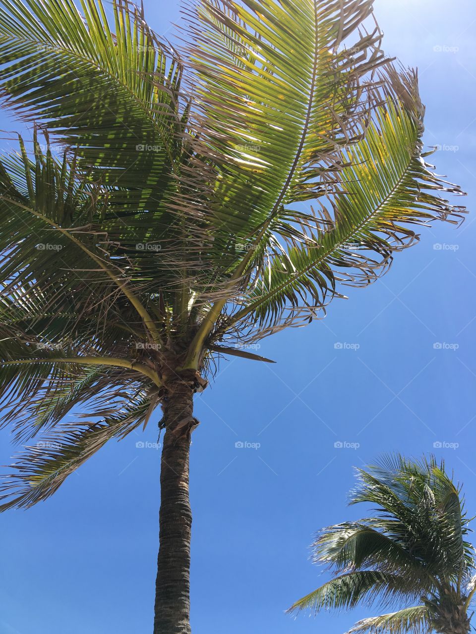 Green Color Story - palm leaves