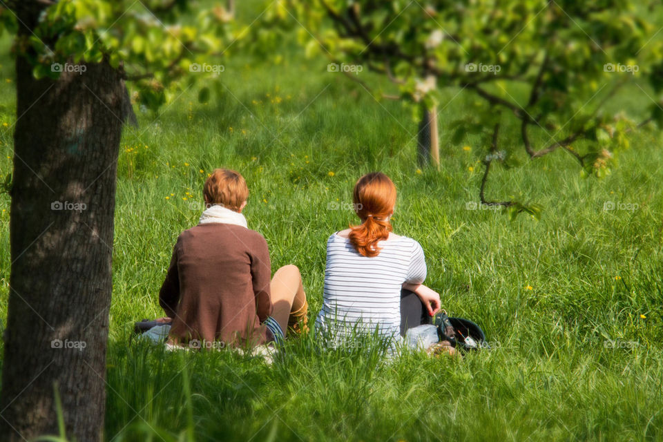 Redheads in spring 