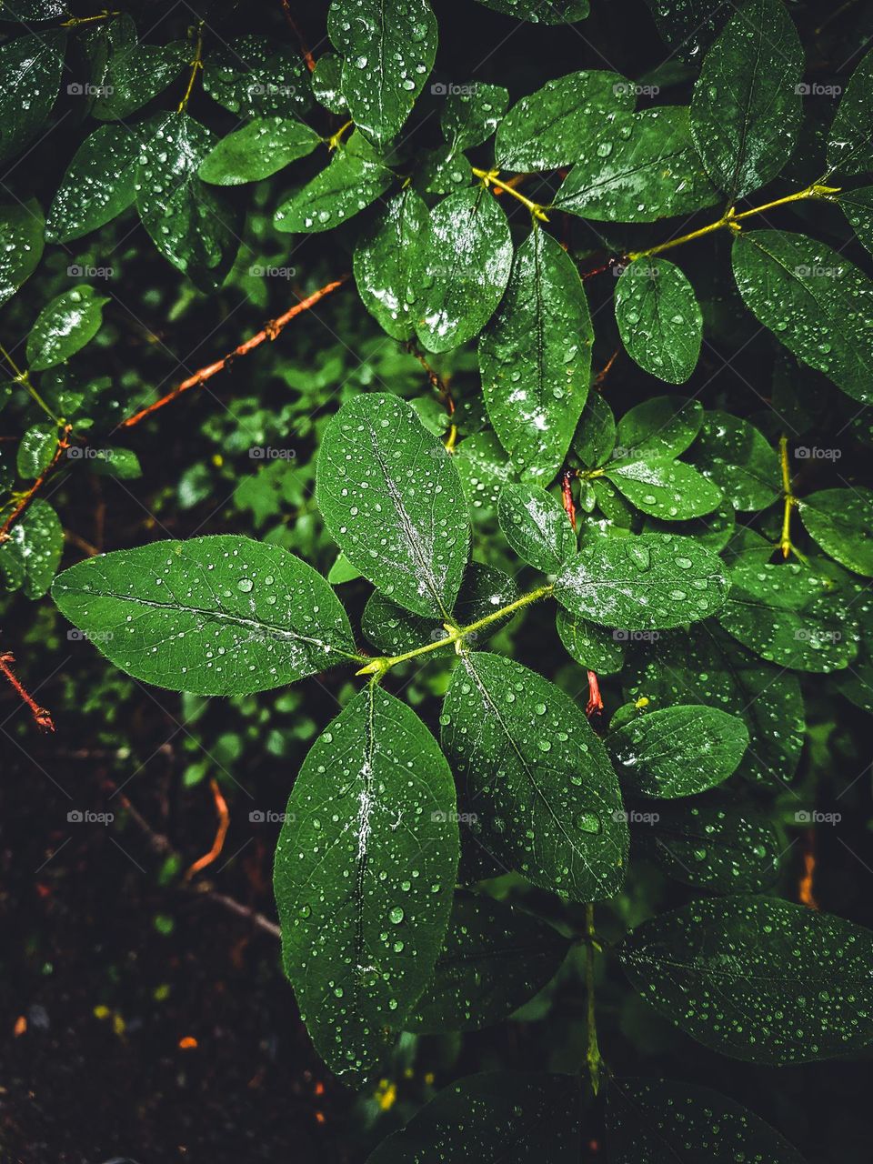Drops of water on green leaves in a dense forest show the perfect balance of water, nature and the environment that surrounds it