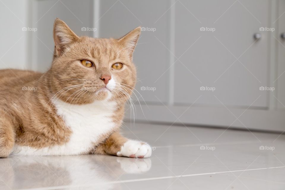 Ginger cat portrait at home