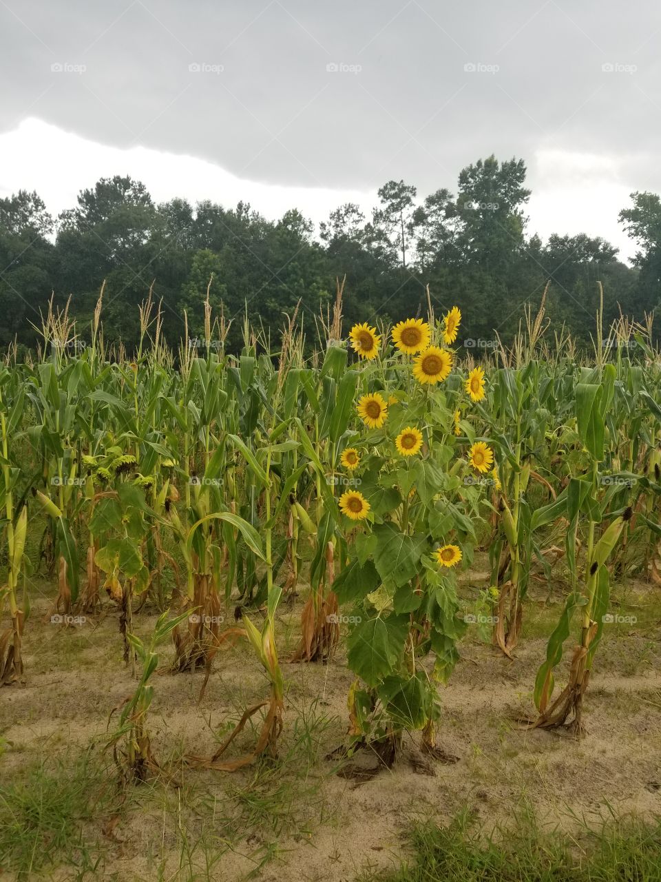 sunflower corn