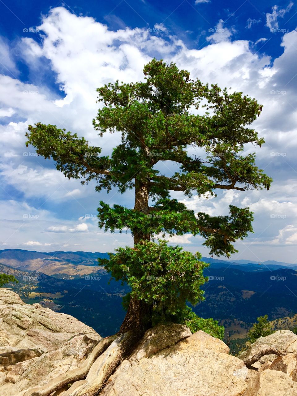 Tree on the mountain