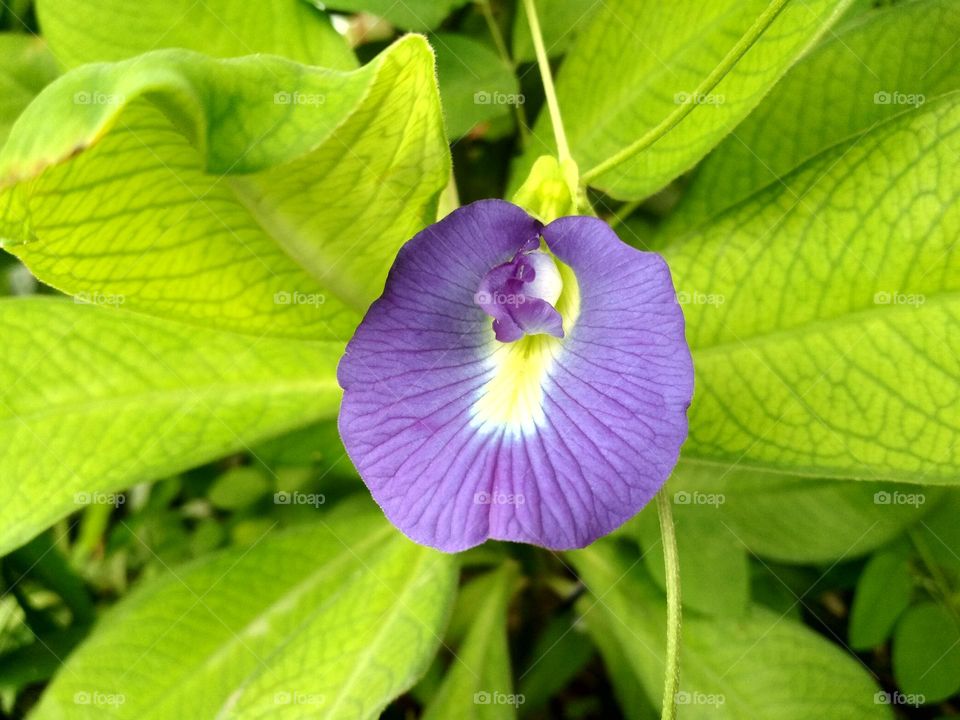 Beautiful Purple Flower | Violet Flower | Purple Flower in between the green leaves