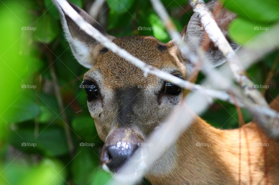 obscure deer peeking through the wilderness