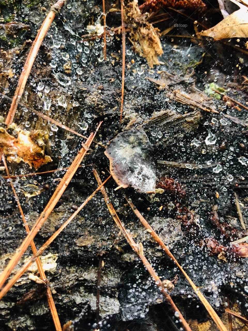 Spiderweb mushroom pine needles and raindrops 