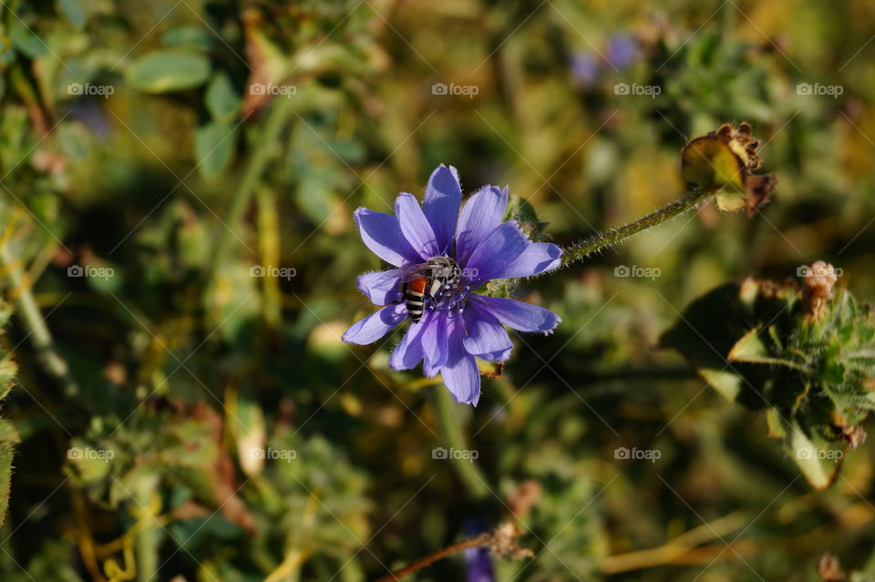 Bee on bright blue flower