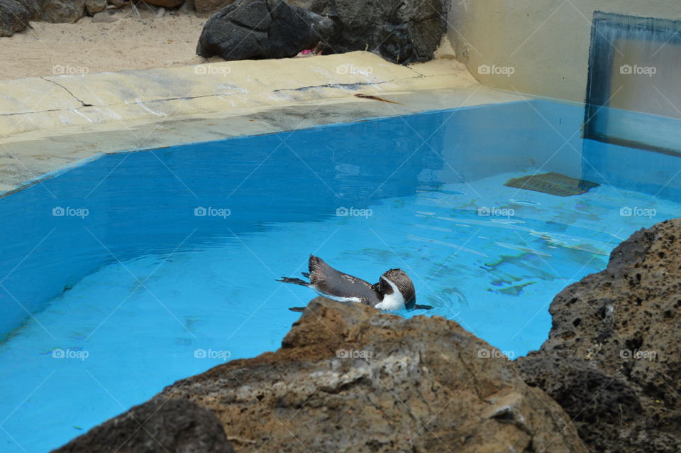Penguin Swimming
