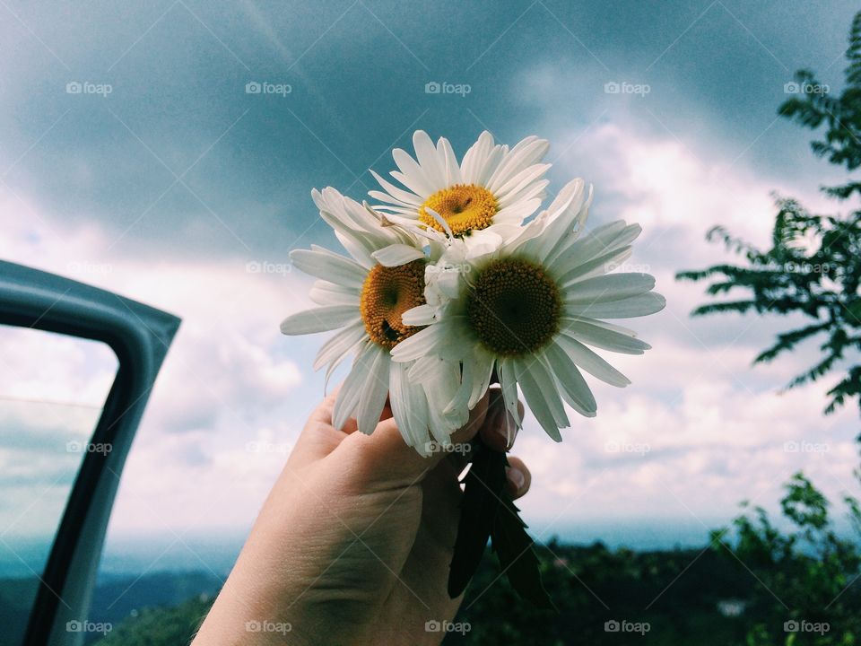 Daisies
