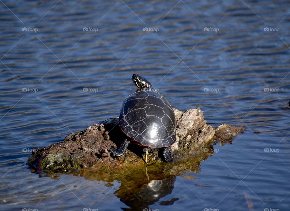 A turtle soaks up the warm sun