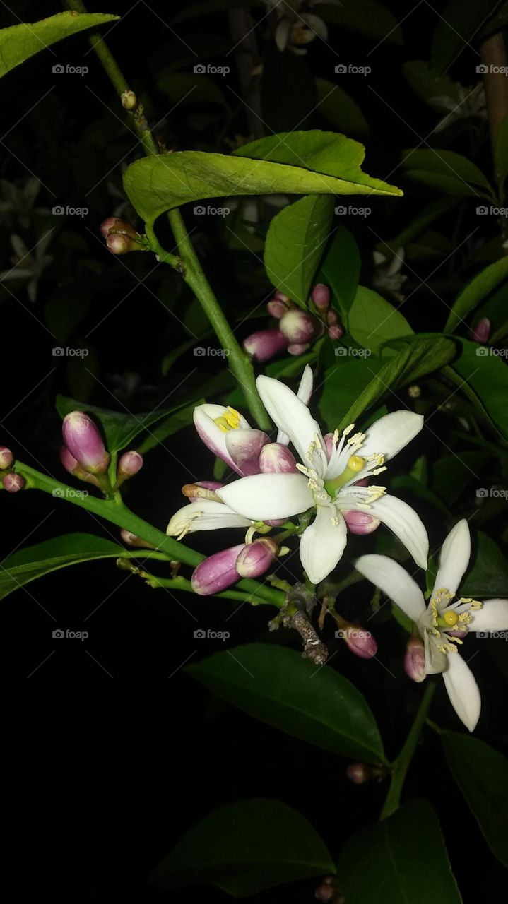 Budding Lemon Flowers