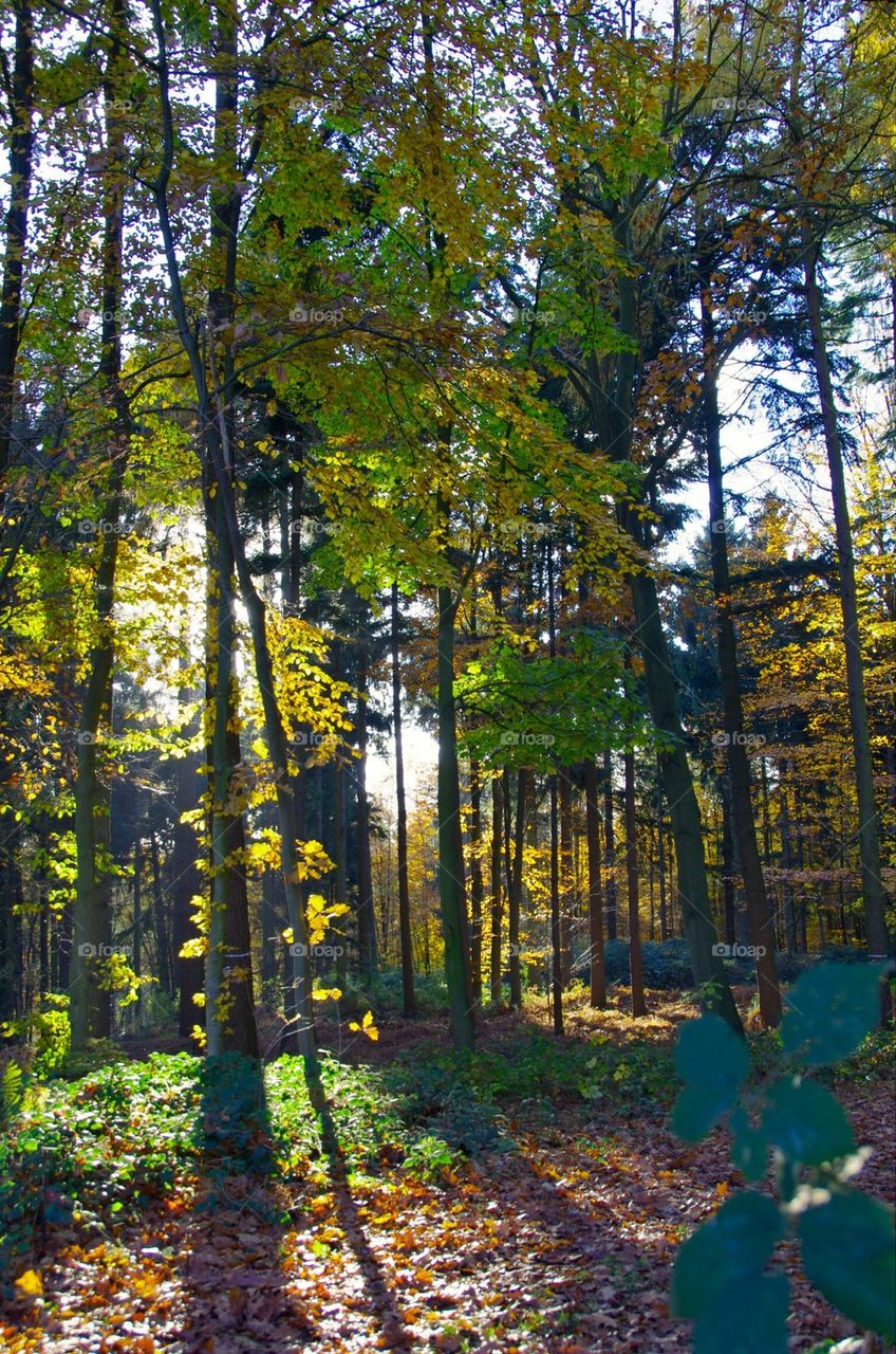 Twilight in a Forest 