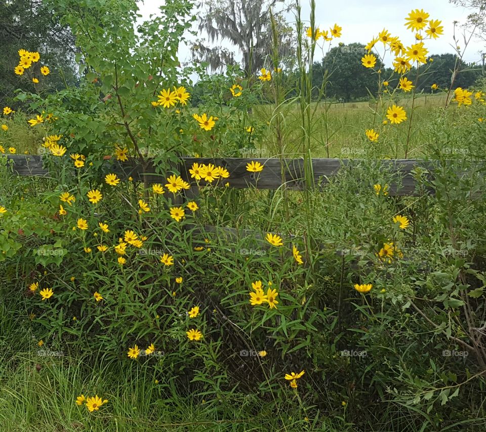 Flower, Summer, Flora, Nature, Grass