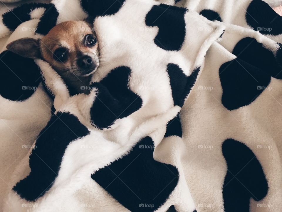 Cow camouflage 