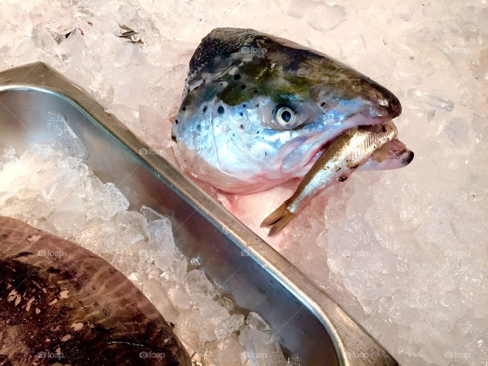 Fish Head