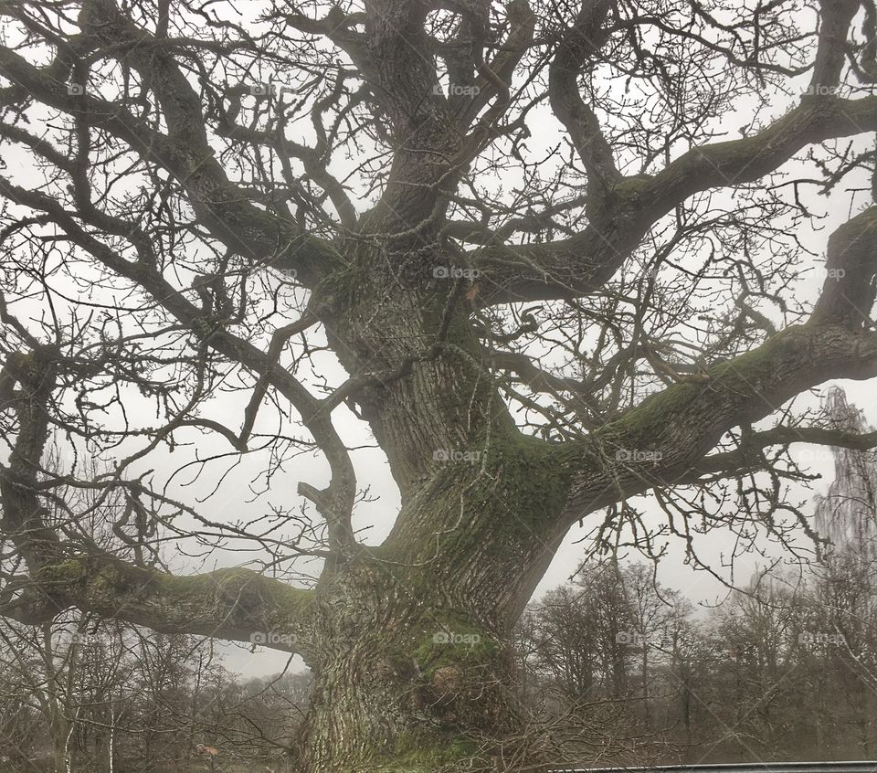 Old oak tree of Sweden 