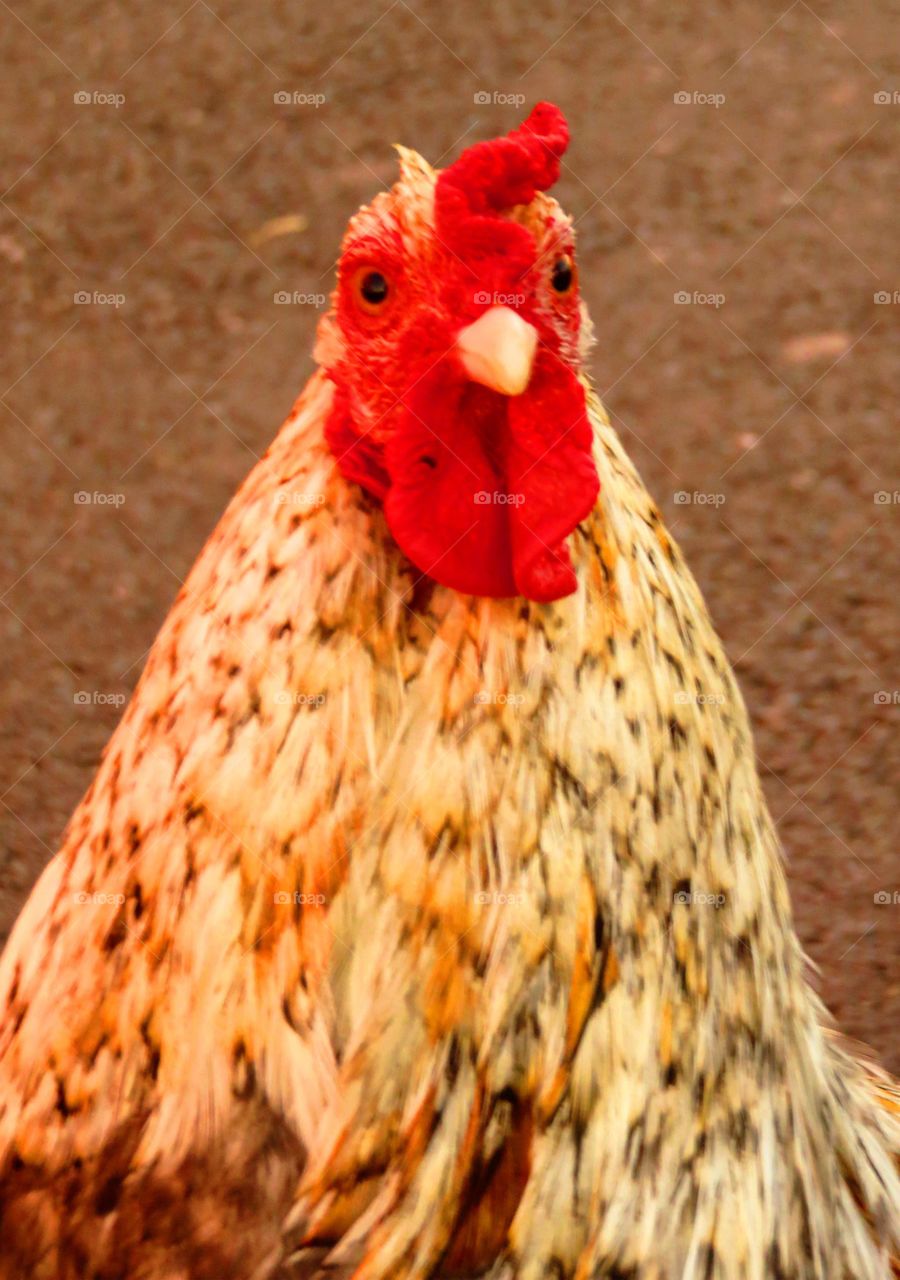 cock