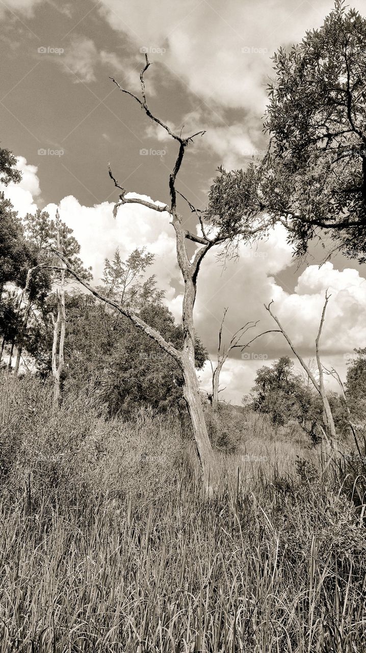 salt marsh tree