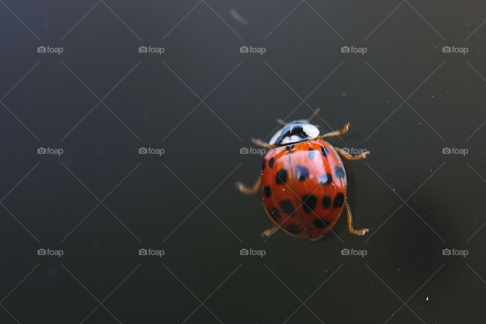 A little ladybug on a window