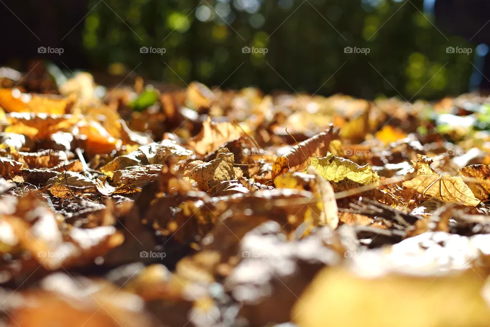 fall