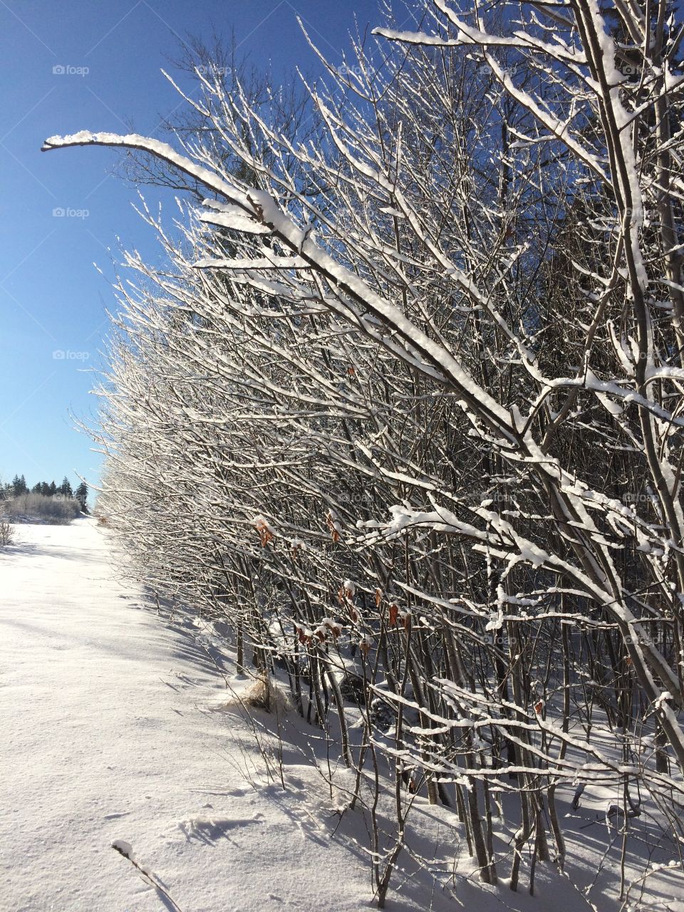 Snow covered branches 