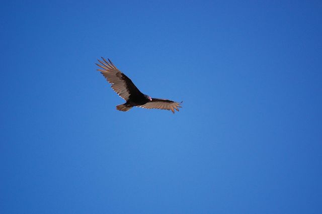Bird in flight
