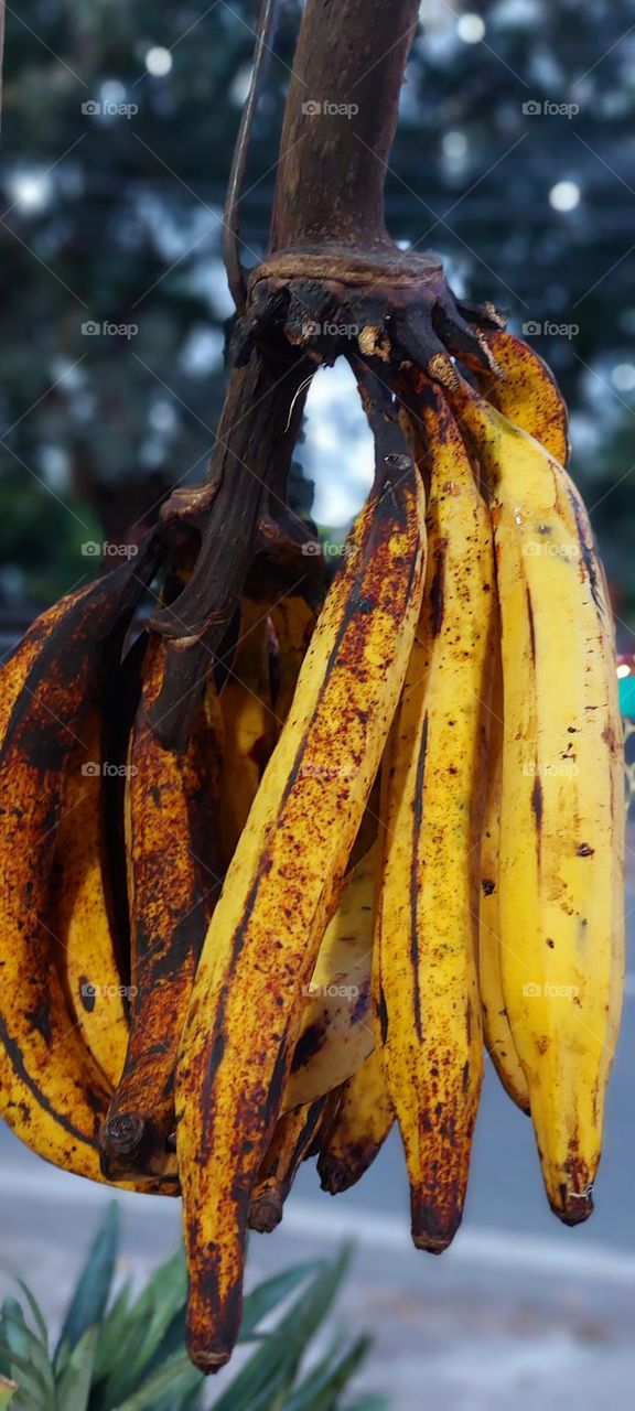 Cooking bananas are banana cultivars in the genus Musa whose fruits are generally used in cooking. They may be eaten ripe or unripe and are generally starchy. Many cooking bananas are referred to as plantains or green bananas