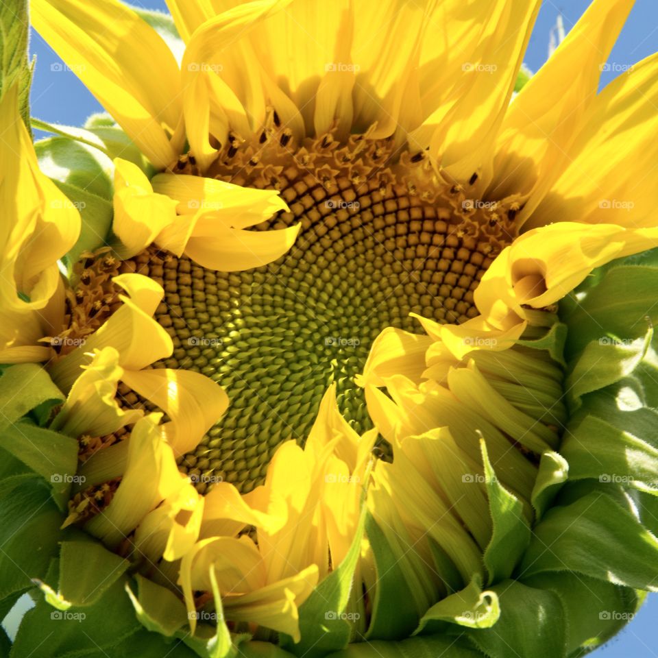 Sunflower opening close up 