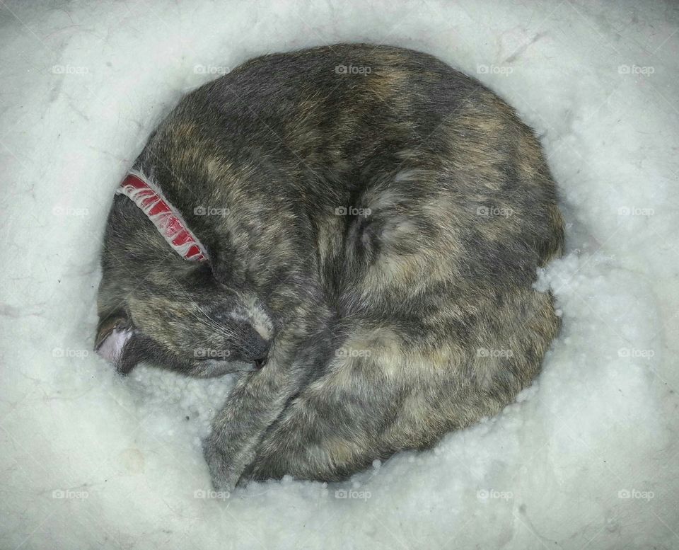 She decided that the fake slow was a perfect spot to curl up and keep warm. She made a little hole and nestled in.