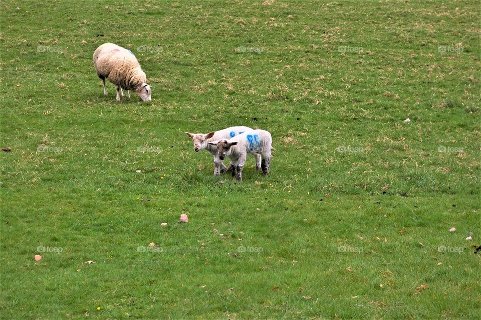 Scotland Scottish Sheep