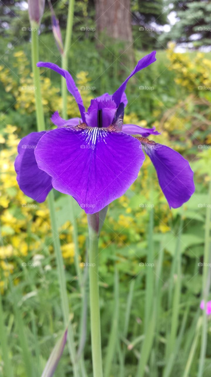 the color purple. iris