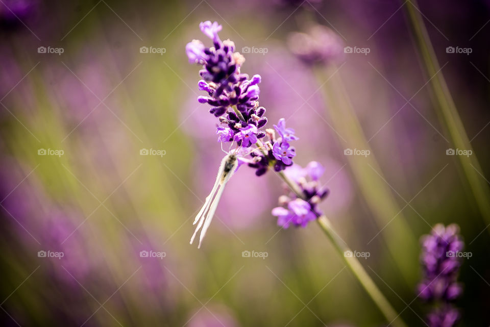 Lavander with butterfly