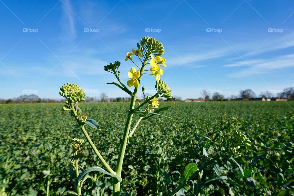 Blooming flowers in field