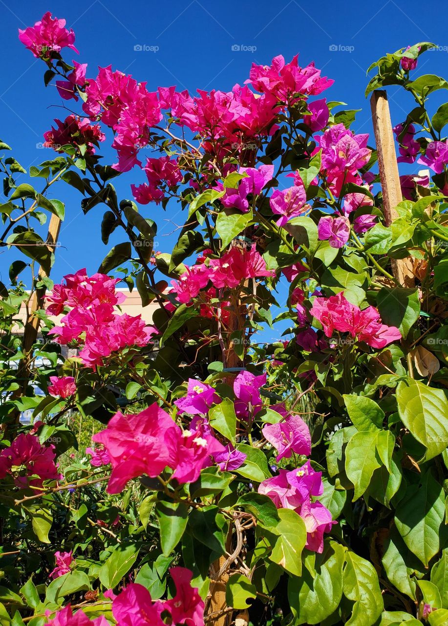 Red Bougainvillea in Full Bloom