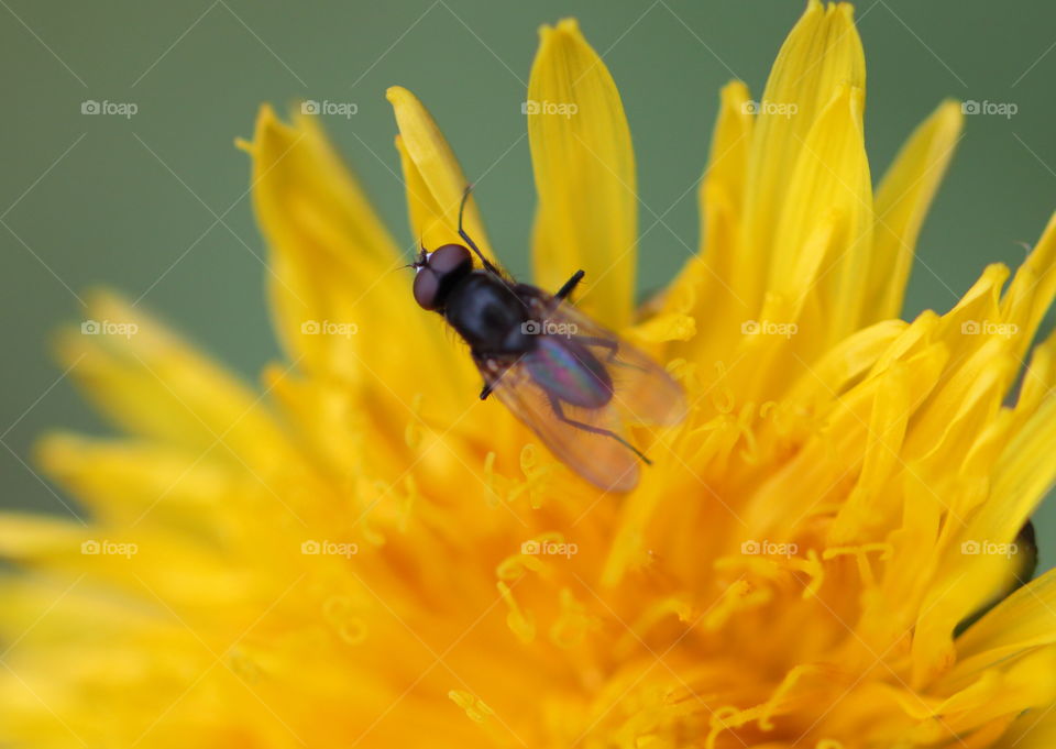 Fly On Flower