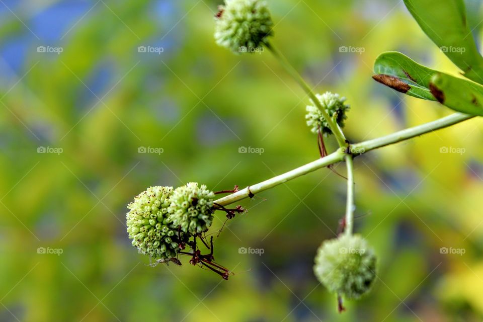 some of Nature's unique insects