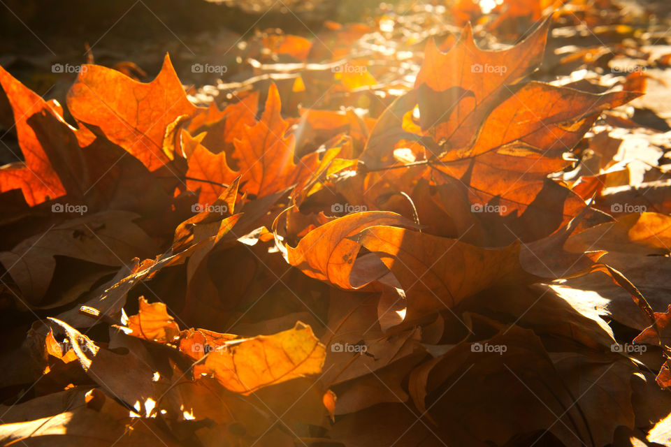 the autumn leaves in the rays of sun